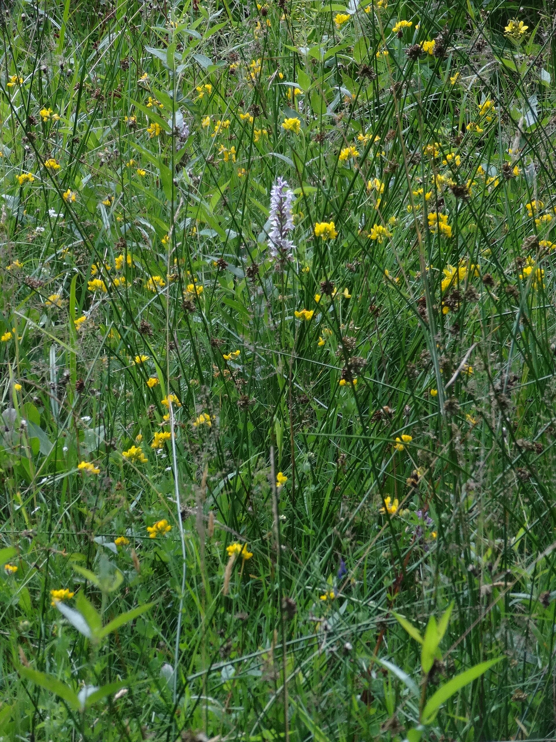 PP Rádlo (9)