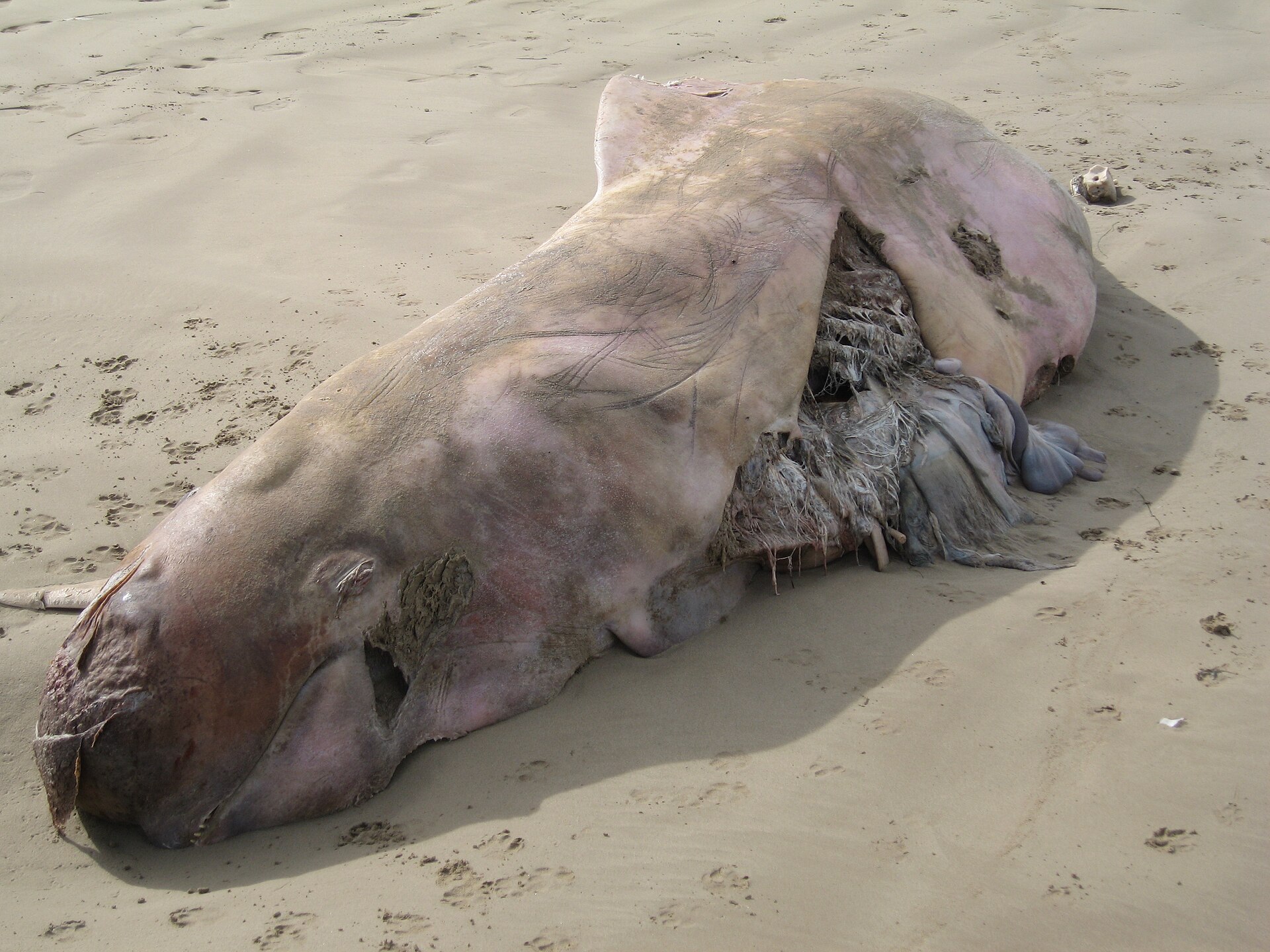 2009-03-22 Beached Whale