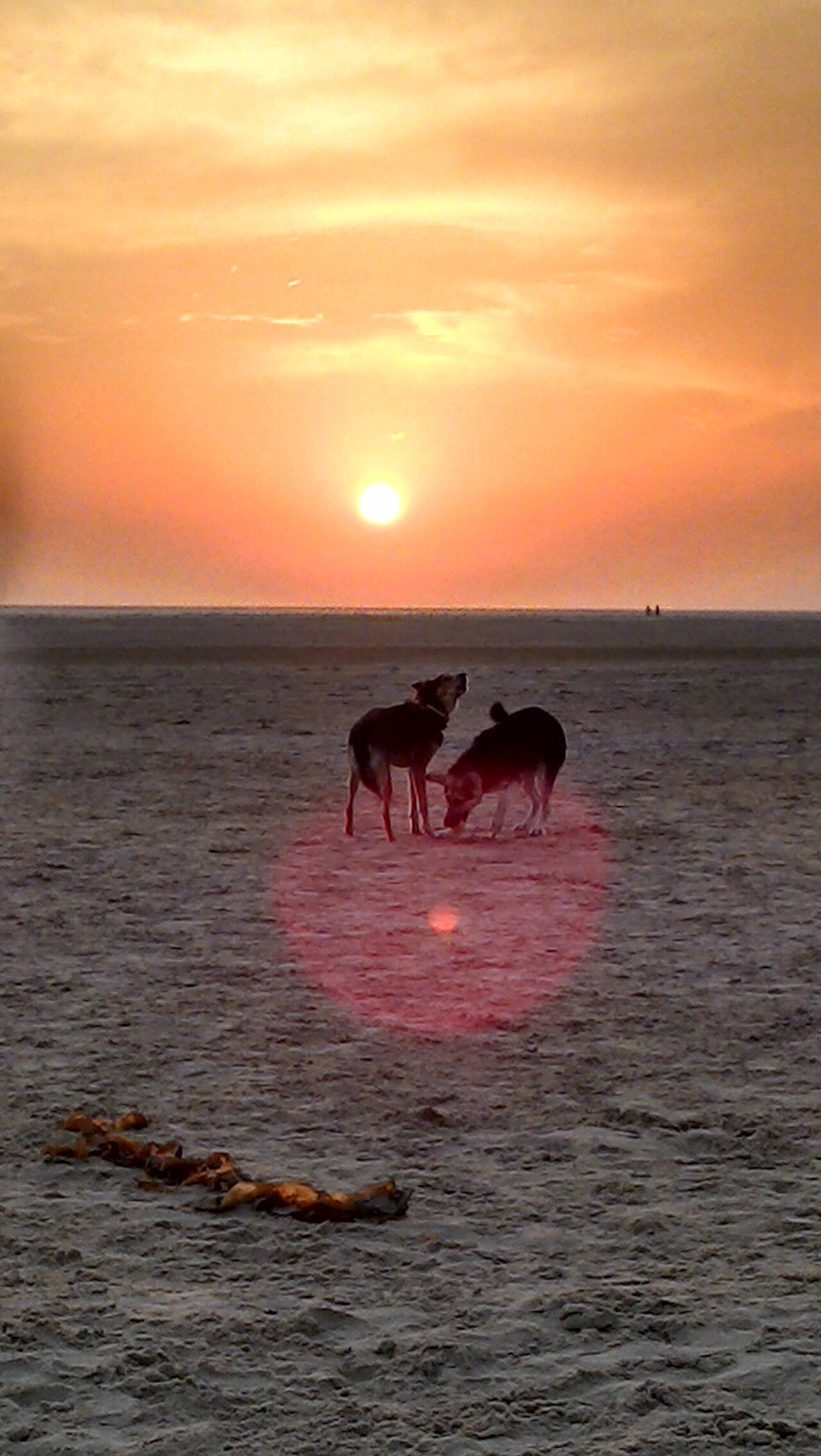 Sunset at beach with dogs