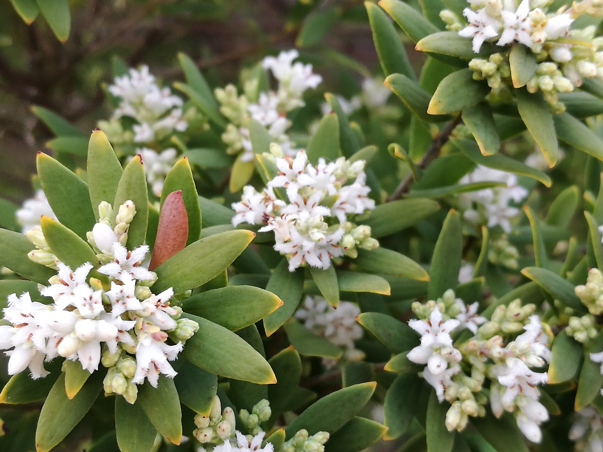 Leucopogonparviflorus28467012167 d9f6bd11a7 o