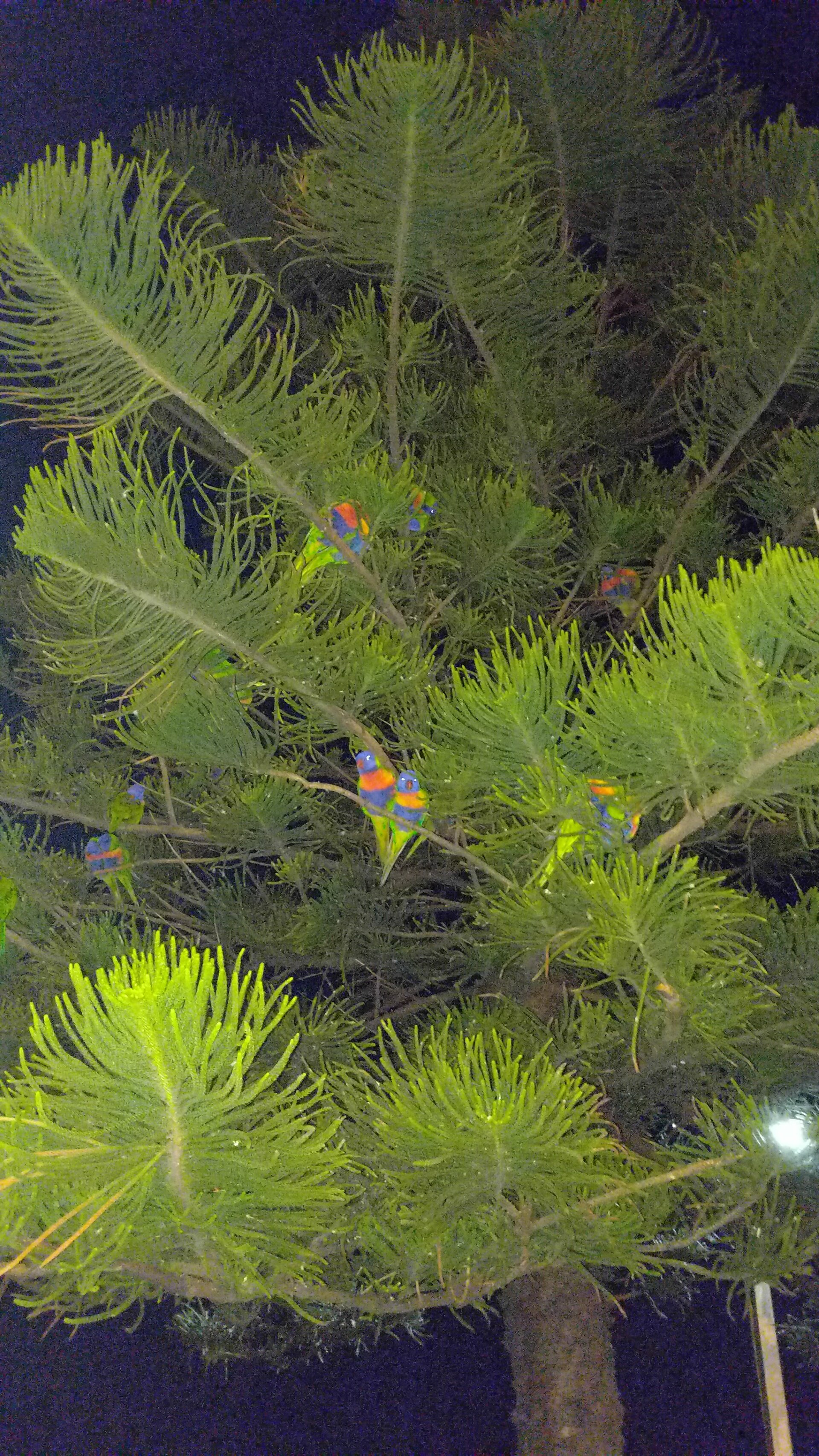 Resting Rainbow Parrots