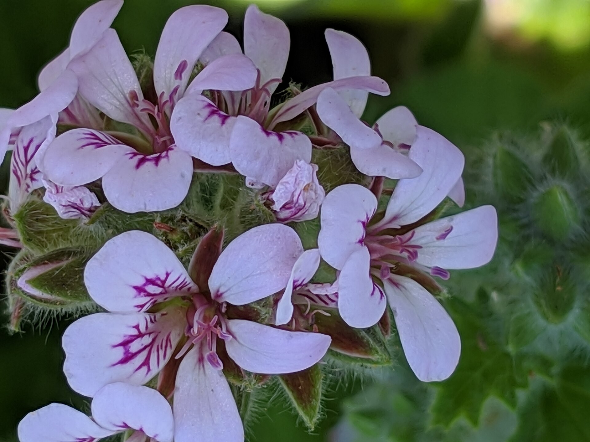 Pelargonium australe IMG 20190115 142526