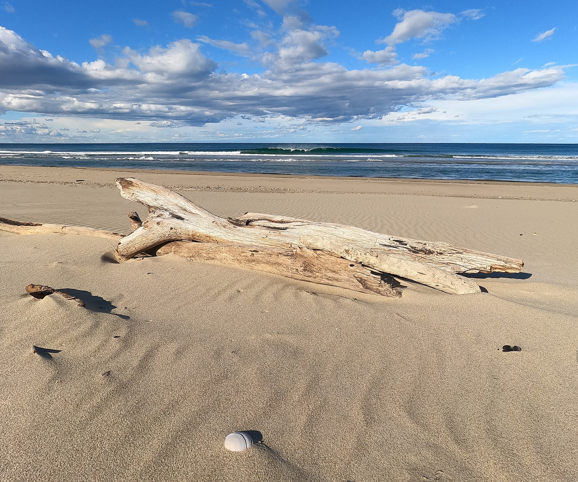 Relaxing Log, drift wood, Seven Mile Beach National Park, Shoalhaven, Australia