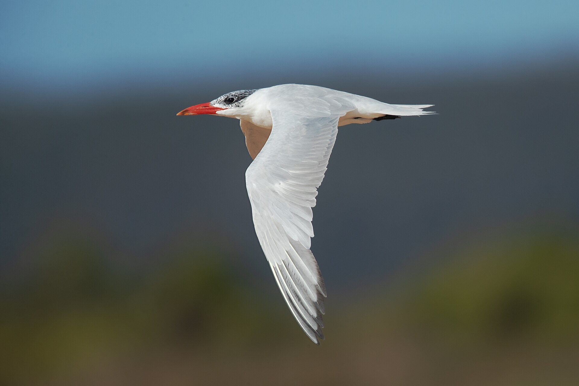 Caspian Tern 3 - Lake Wollumboola