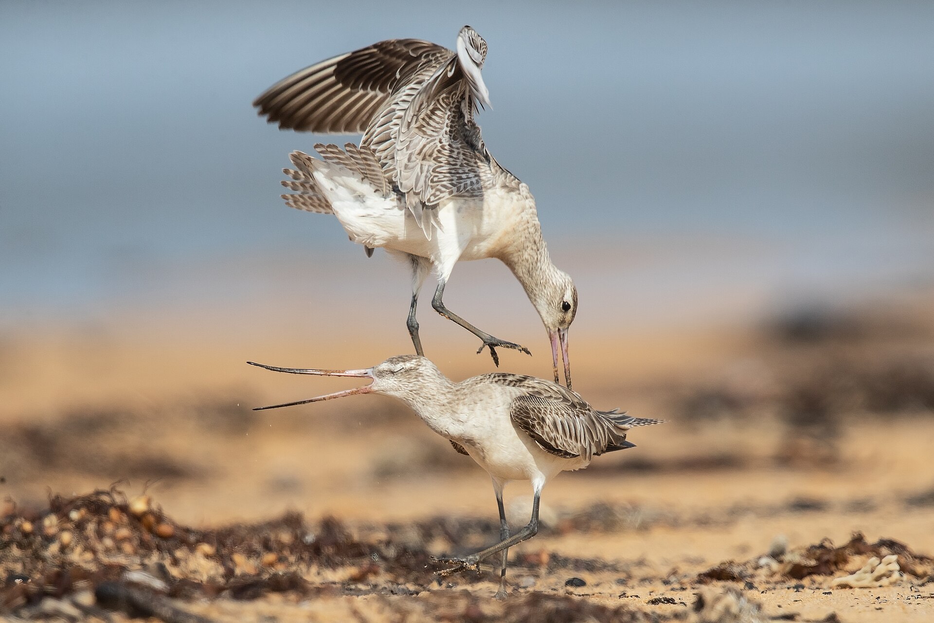 Bar-tailed Godwit 2 - Lake Wollumboola