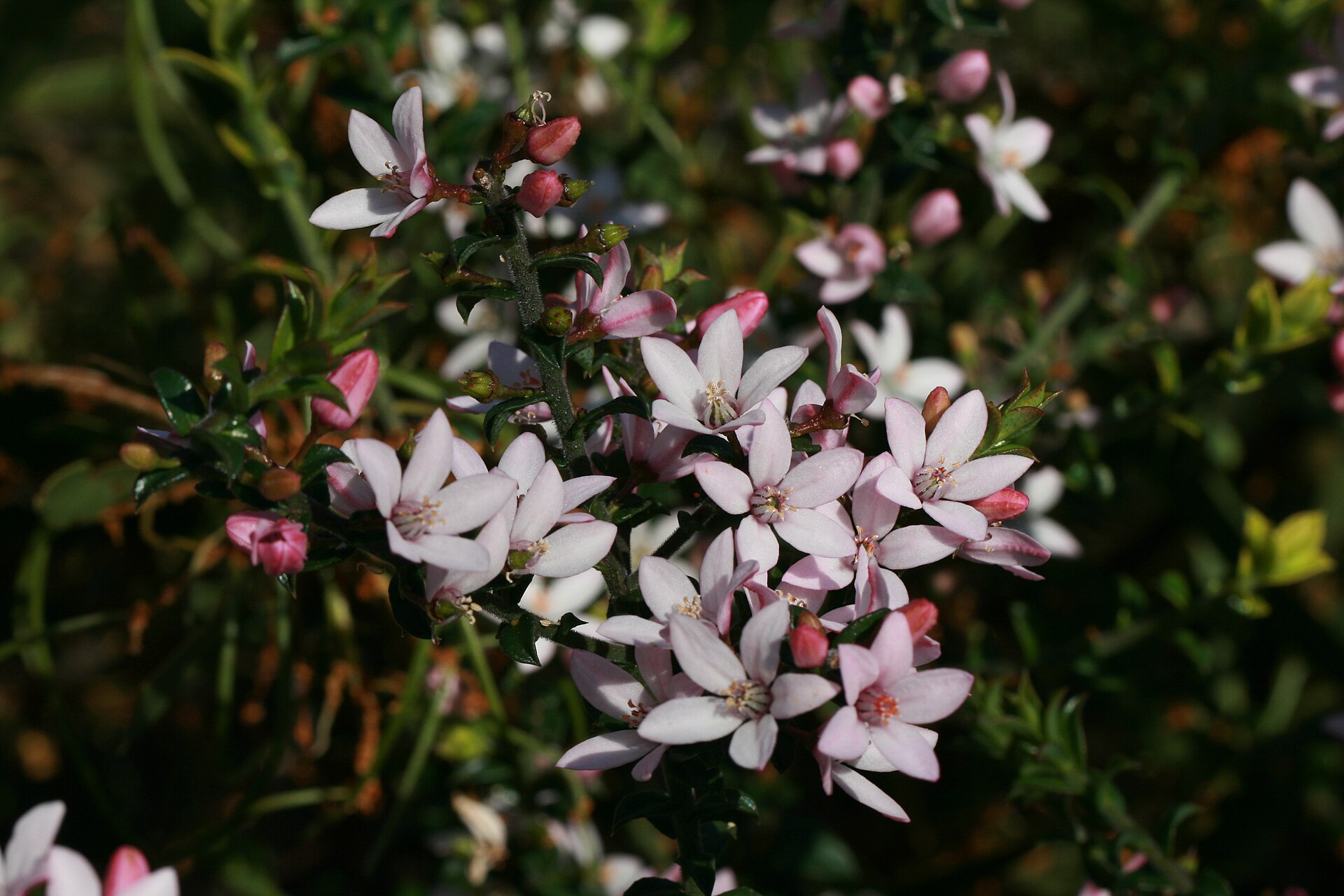 Philotheca buxifolia wide