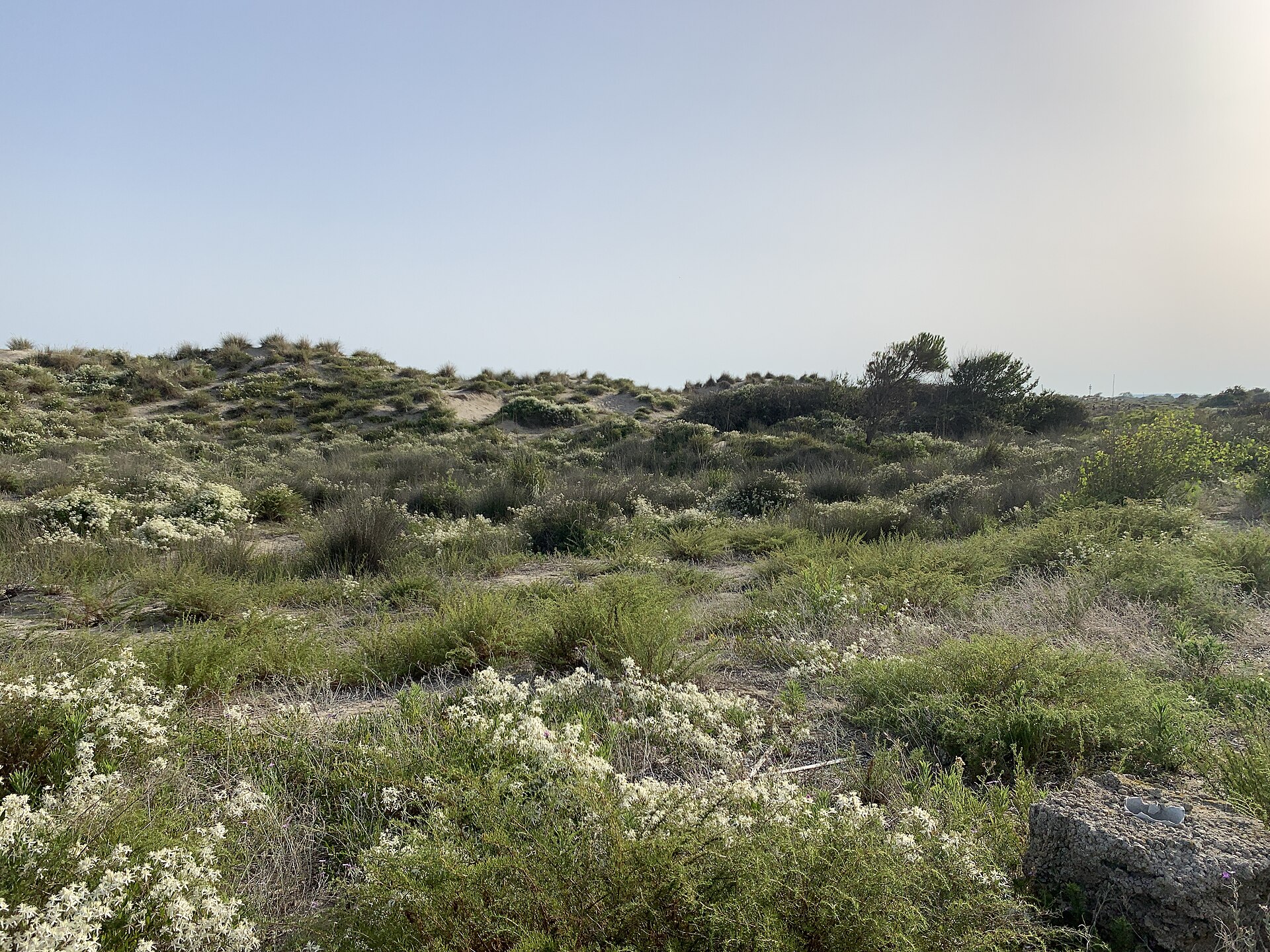 Dunes Grand Travers - Mauguio (FR34) - 2021-07-11 - 1