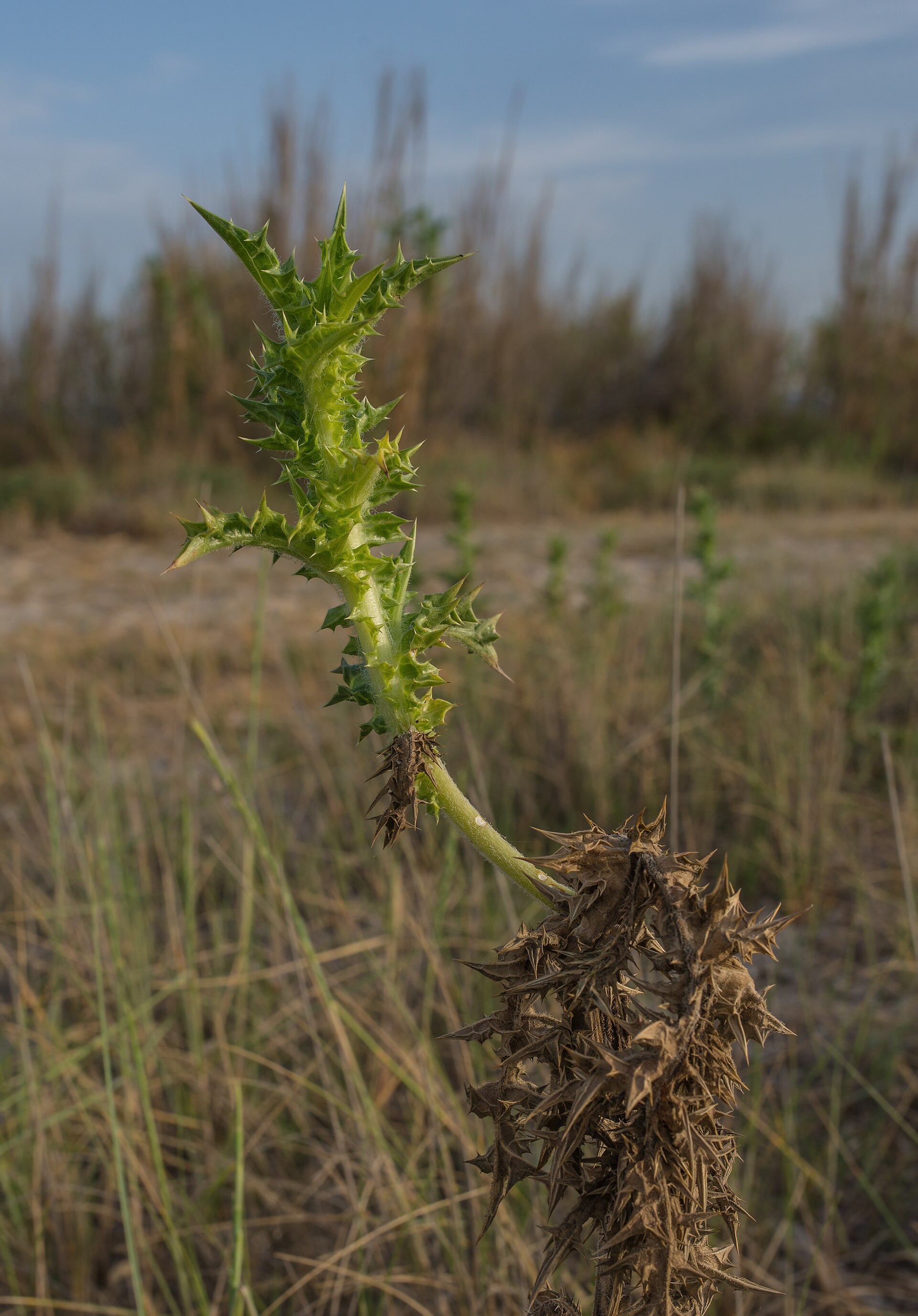 Scolymus hispanicus, Vic-la-Gardiole 01