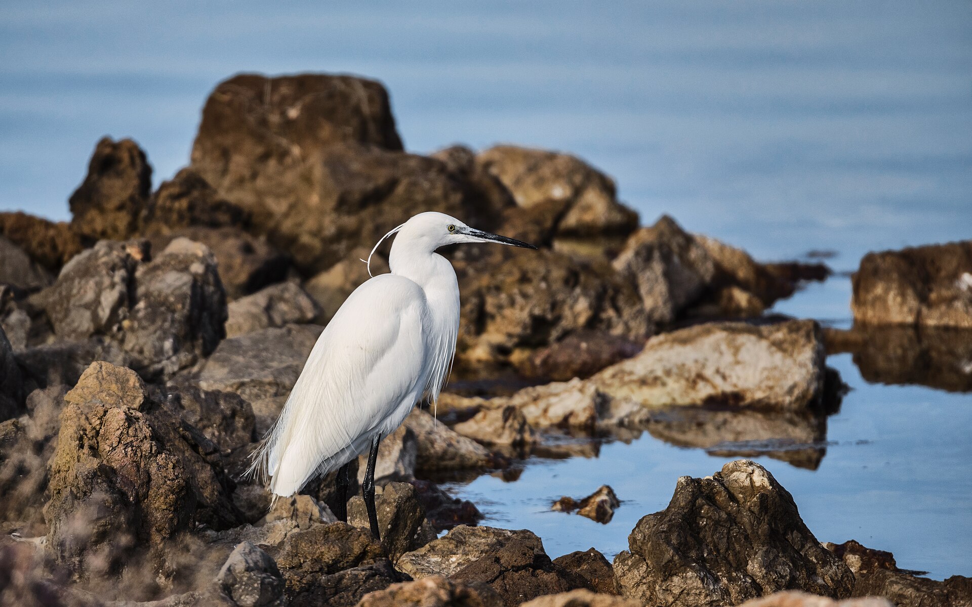 Egretta garzetta - Sète - January 2021