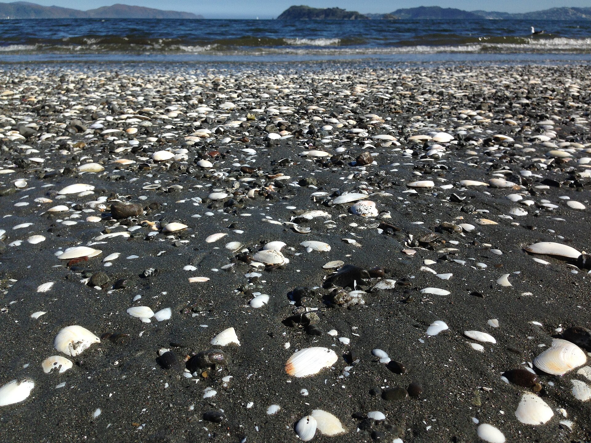 2014-365-274 Down on Petone Beach (15223689378)