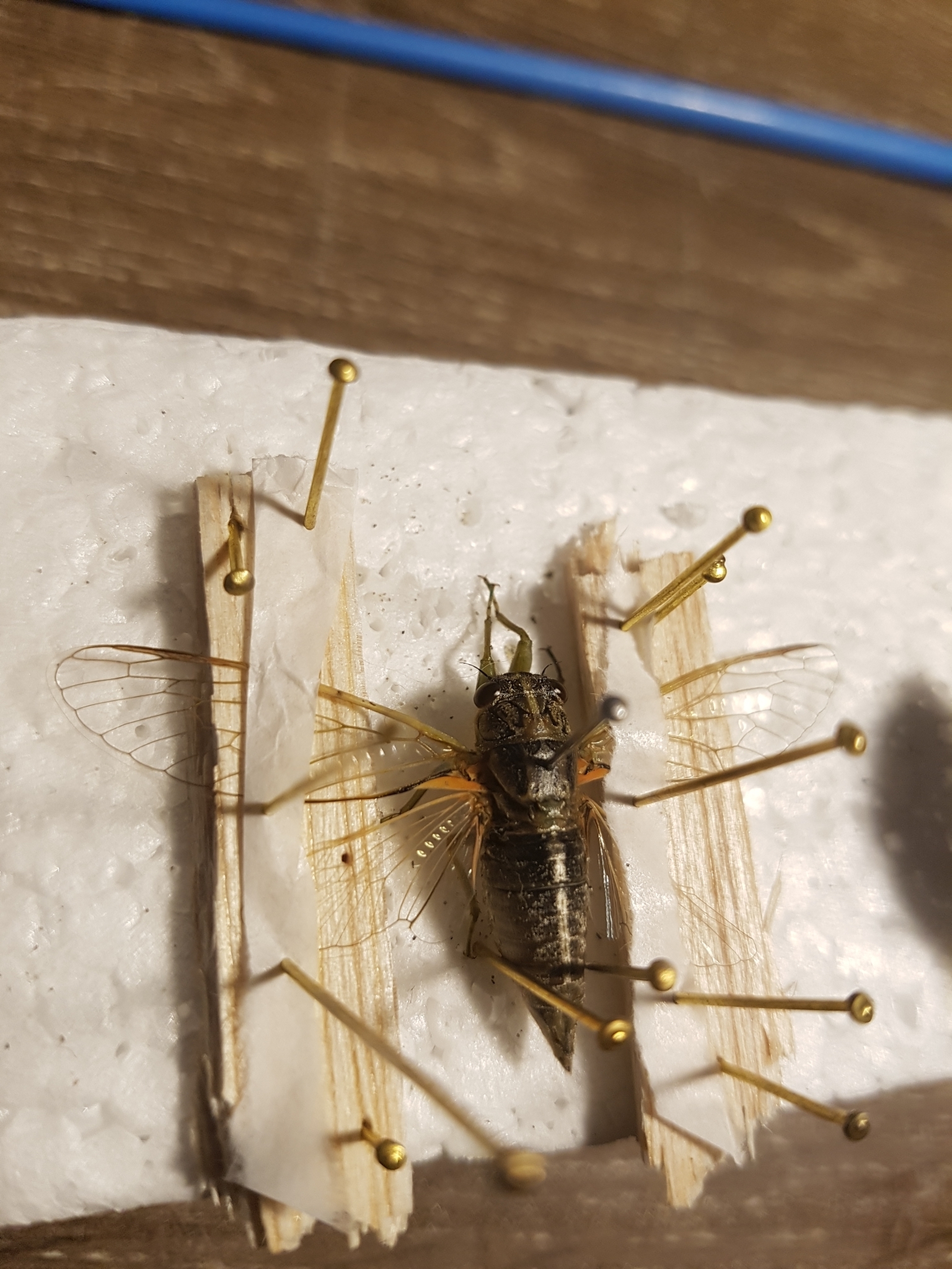 Sand Dune Cicada by Shaun (axons)
