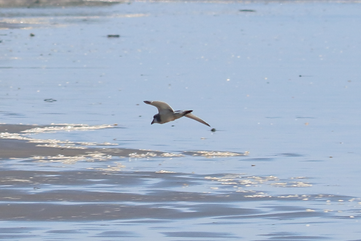 Broad-billed Prion, Waikanae Beach, North Island, New Zealand 2