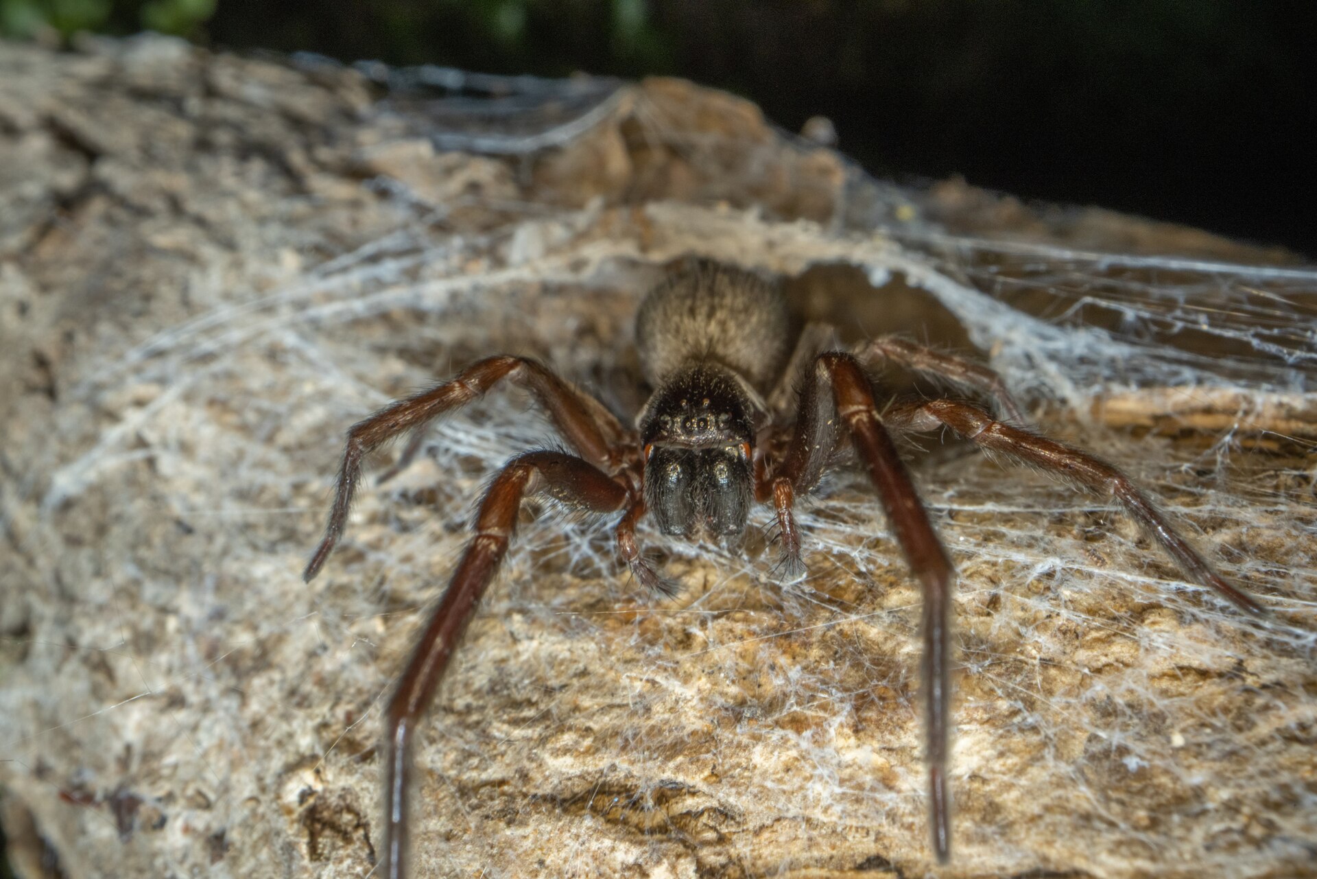 Female Badumna frontal