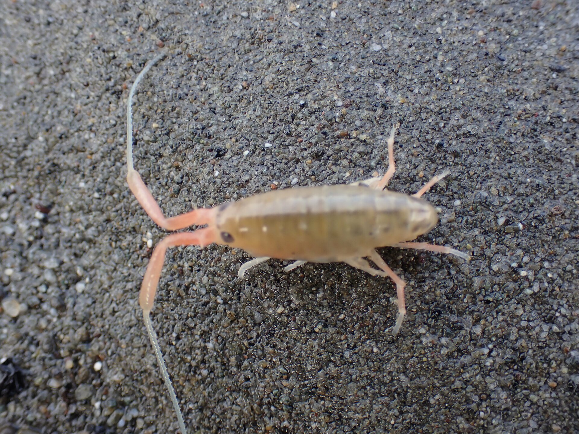 Megalorchestia californiana 206402126