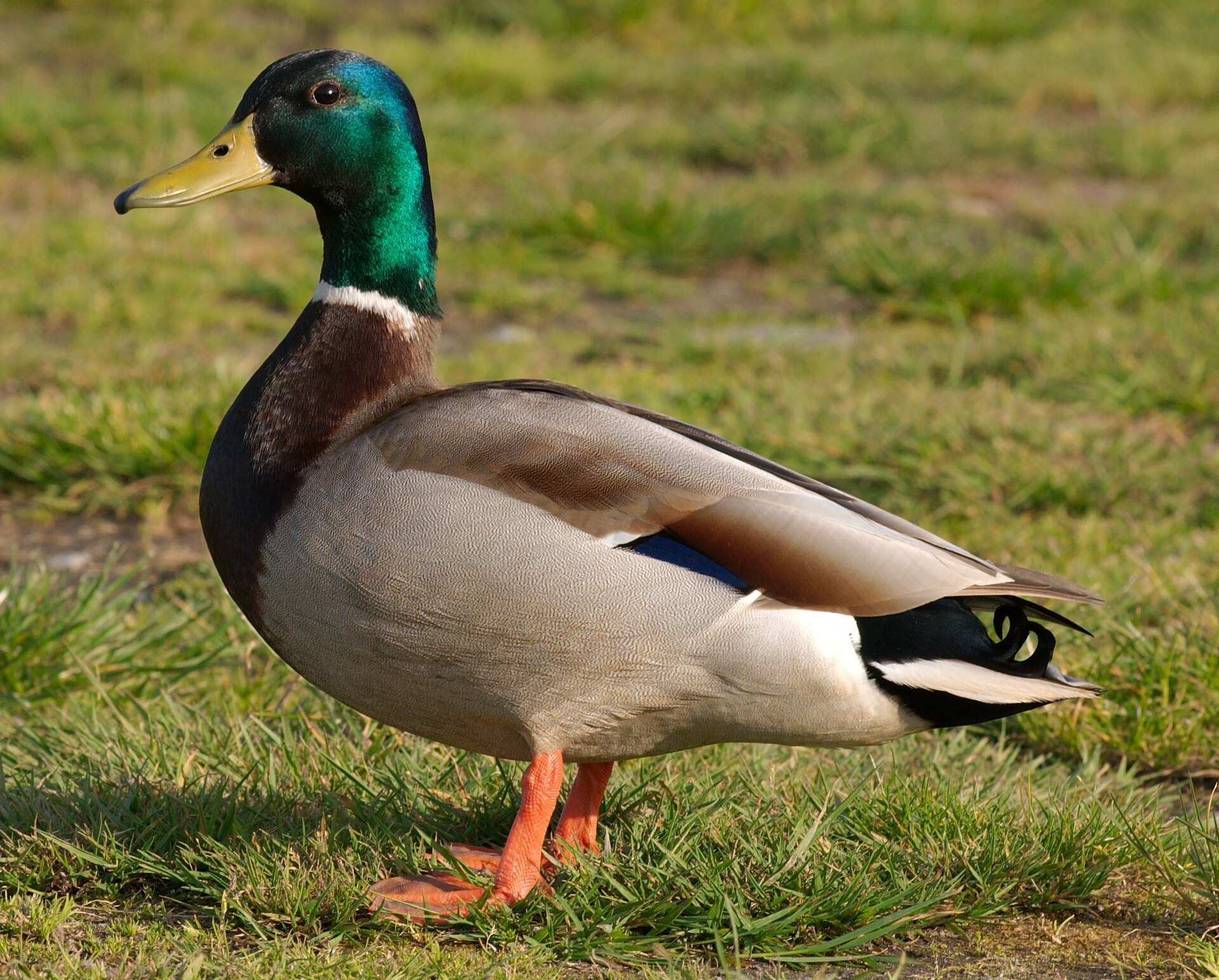 Mallard drake at Marymoor Park (cropped)