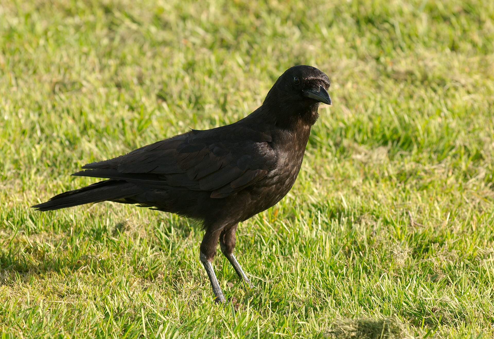 Crow at Marymoor Park