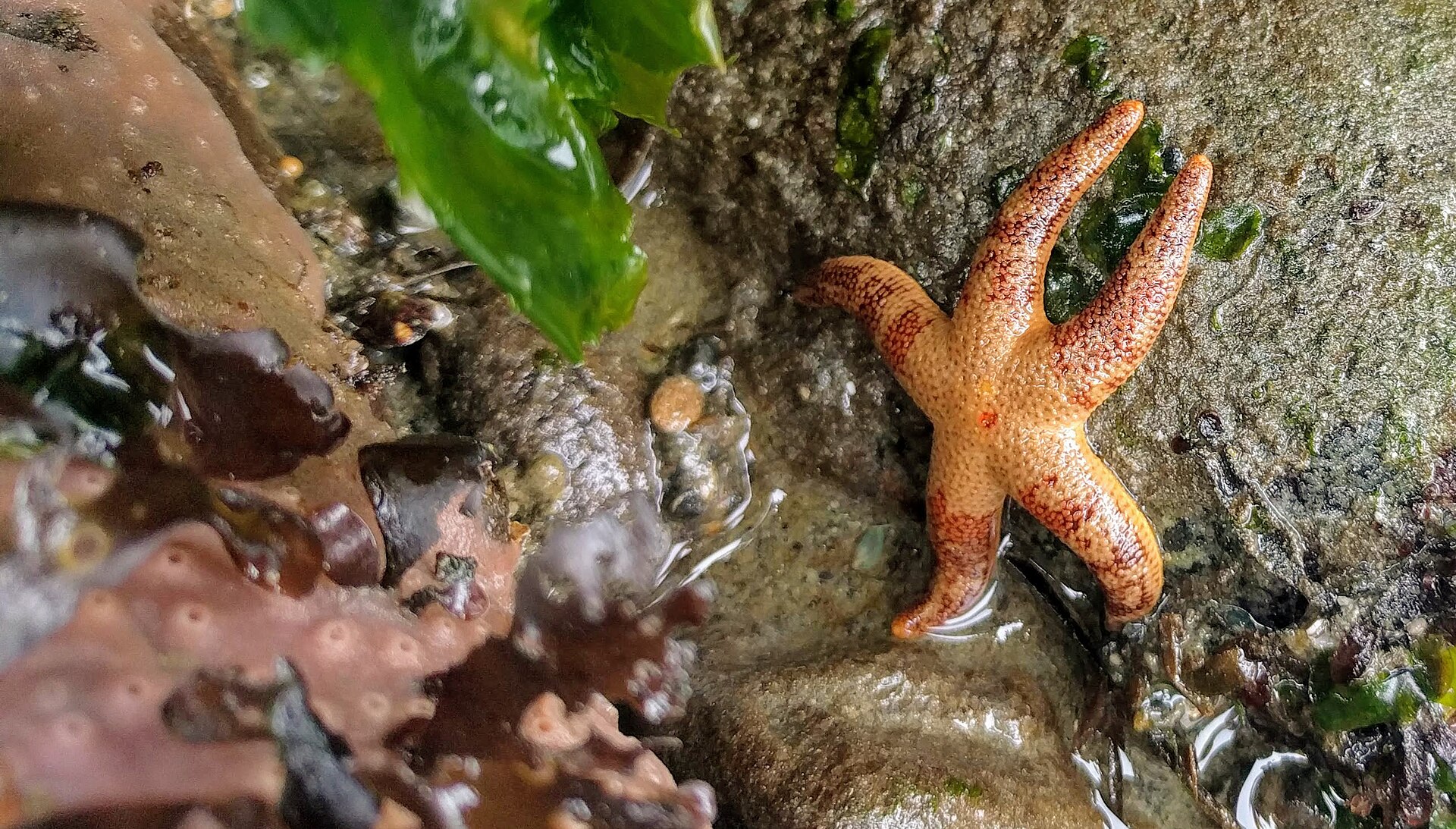 Henricia pumila (28286450857)