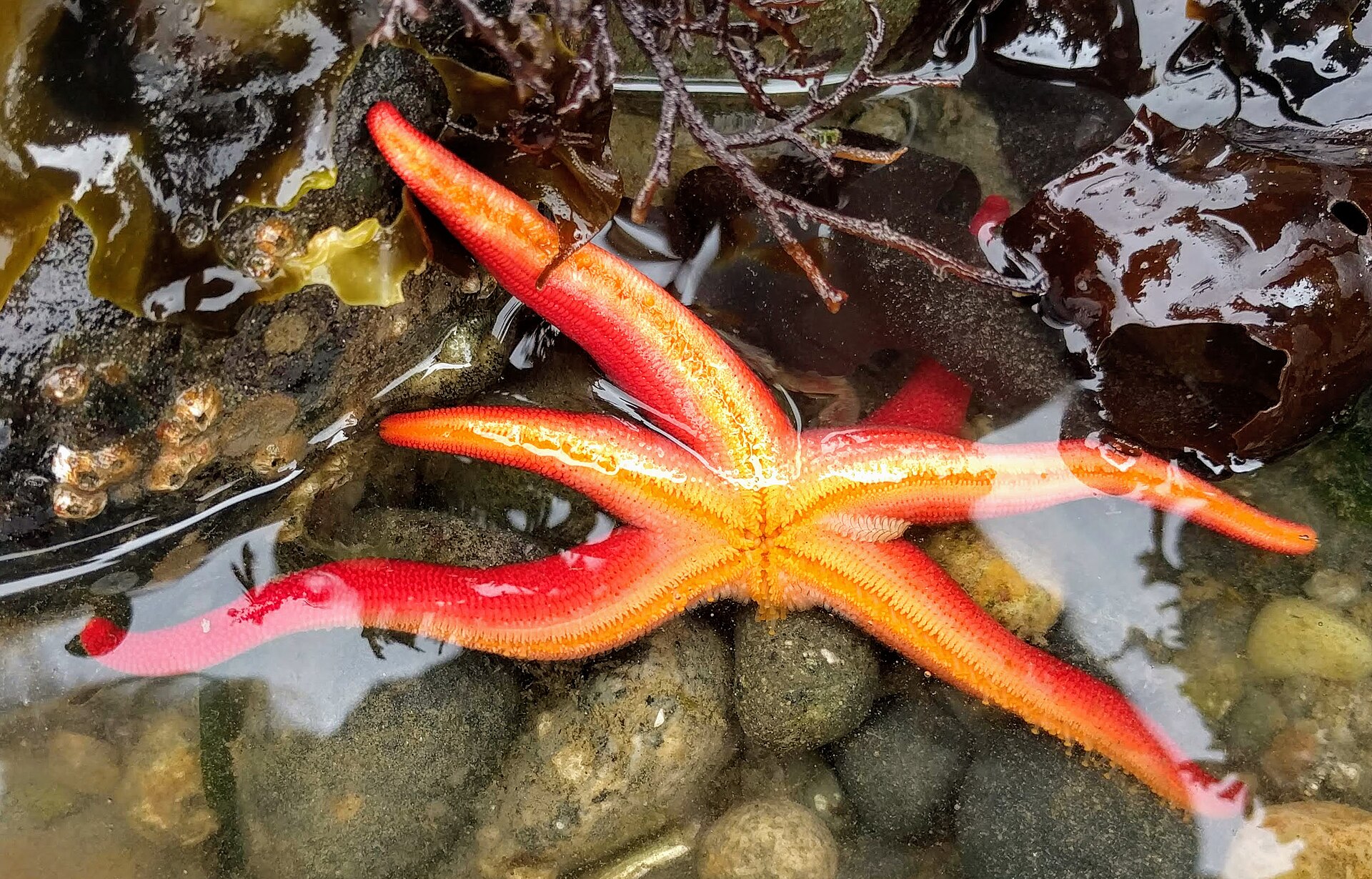 Slender-armed sea stars (41345077470)